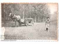 OLD PHOTO BOY MOUNTAIN HORSE DRIVE SURVIVES FROM FIRE B301