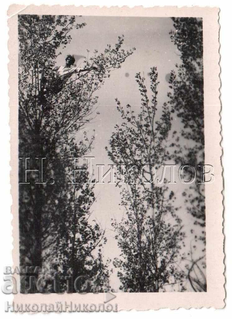 O POZA VECHE ATERIZARE PE UN COPAC B306 O POZA VECHE ATERIZARE PE UN COPAC B306