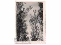 O POZA VECHE ATERIZARE PE UN COPAC B306