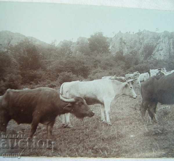 Old photo of buffaloes and cows, Babka / Baba peak with price 6.00 BGN | € 3.07 Old photo of buffaloes and cows, Babka / Baba peak with price 6.00 BGN | € 3.07