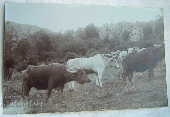 Fotografie veche cu bivoli și vaci, vârful Babka / Baba