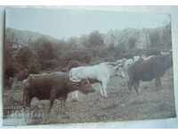 Стара снимка биволи и крави, връх Бабка/Баба