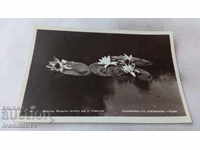 Postcard Varna Water lilies in the river Kamchia 1940