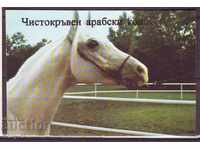 RSI Calendar - advertising souvenir edition - 1986, -