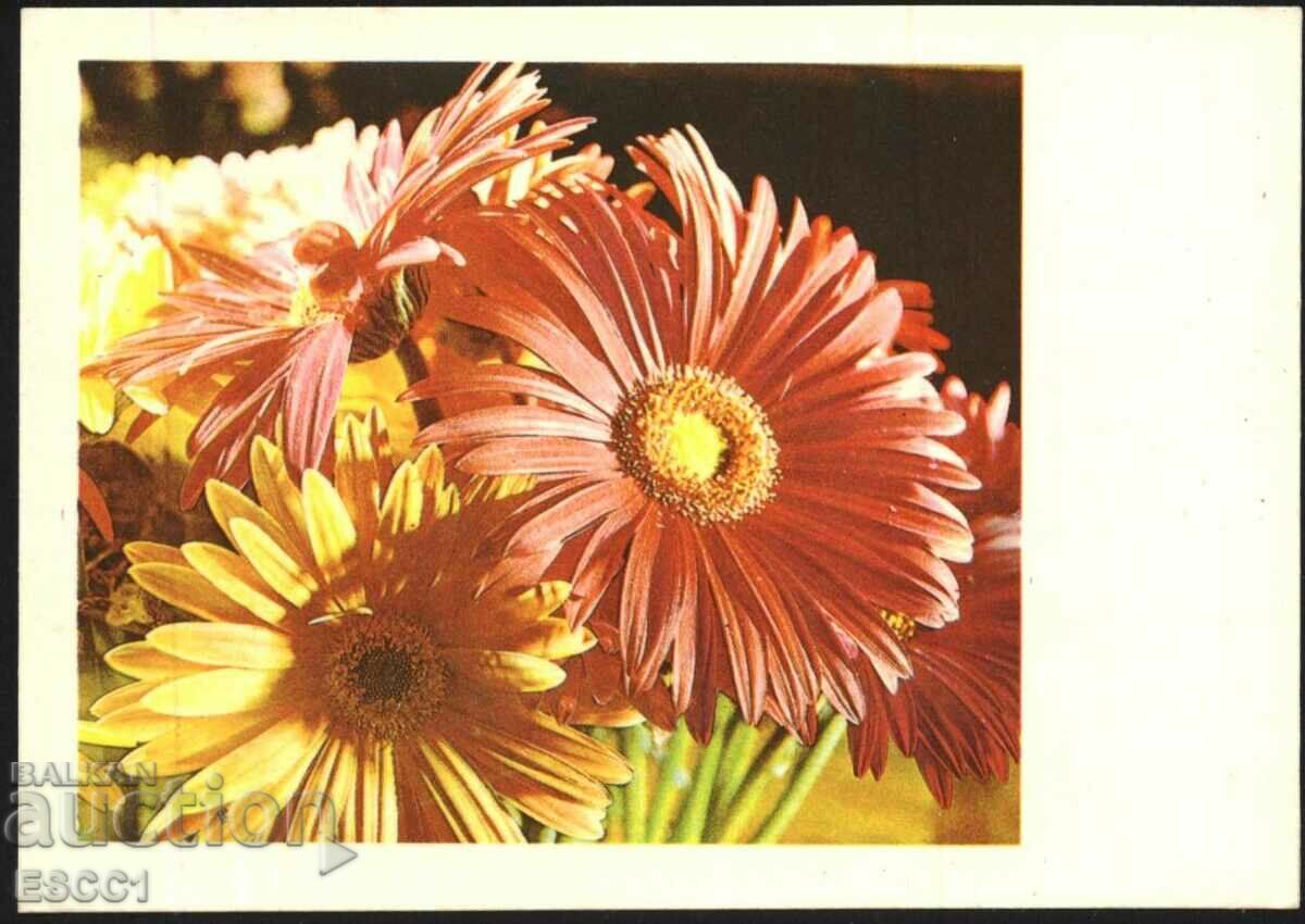 Postcard Flowers, Gerberas 1981 from the USSR