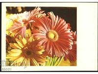 Postcard Flowers, Gerberas 1981 από την ΕΣΣΔ