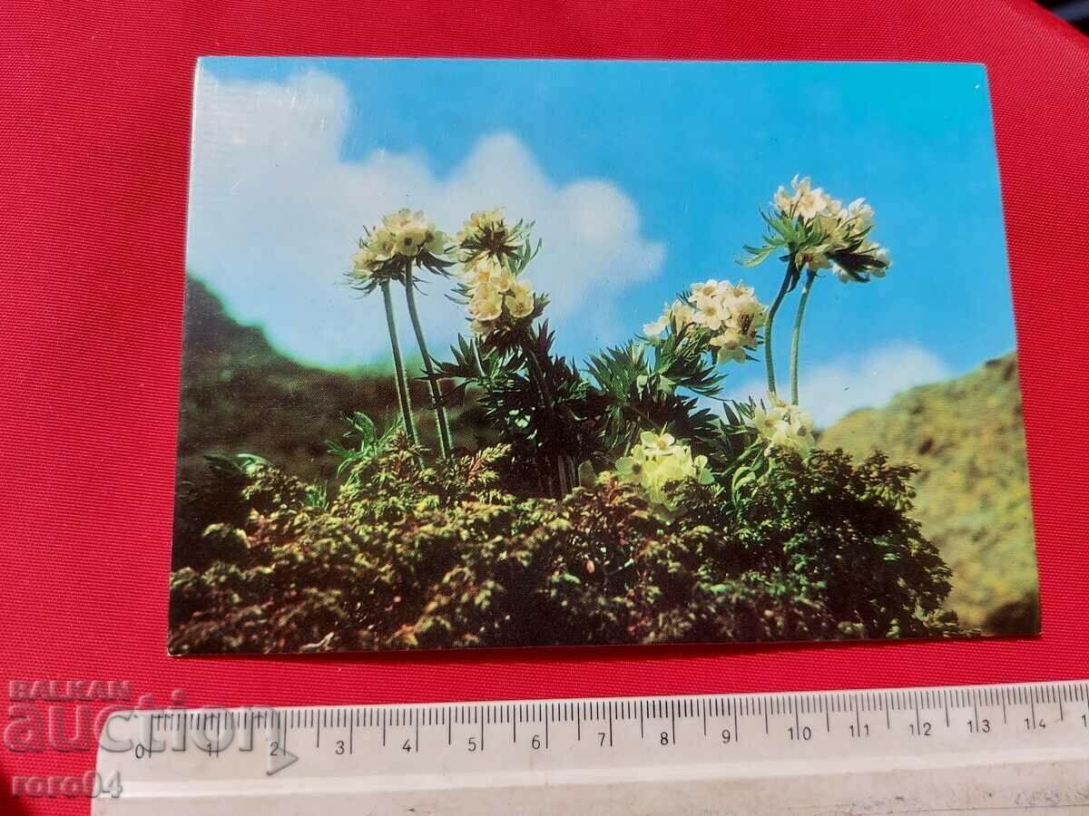 FLOWER with price 1.11 BGN | € 0.57 FLOWER with price 1.11 BGN | € 0.57