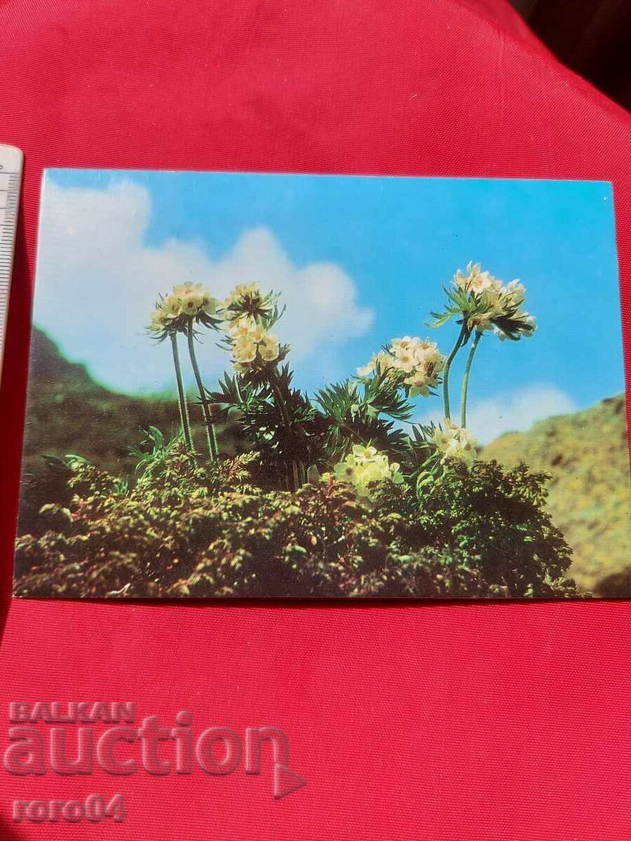 Auction FLOWER Auction FLOWER