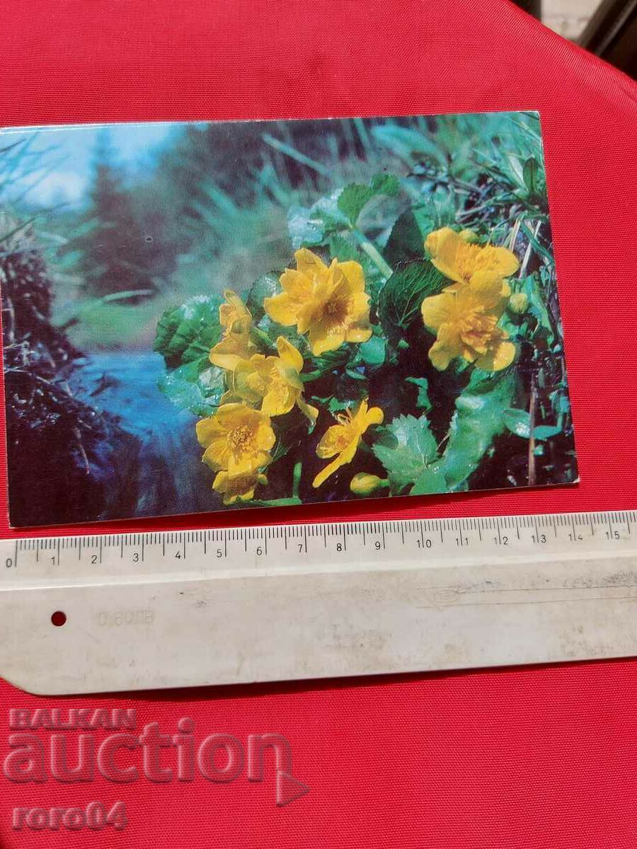 FLOWER with price 1.11 BGN | € 0.57 FLOWER with price 1.11 BGN | € 0.57