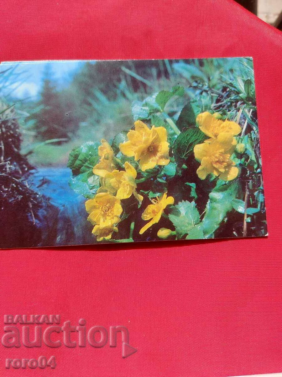 Auction FLOWER Auction FLOWER