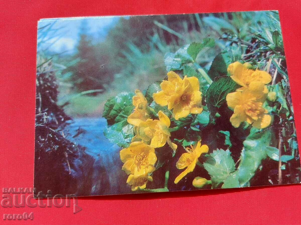 Delivery of FLOWER Delivery of FLOWER