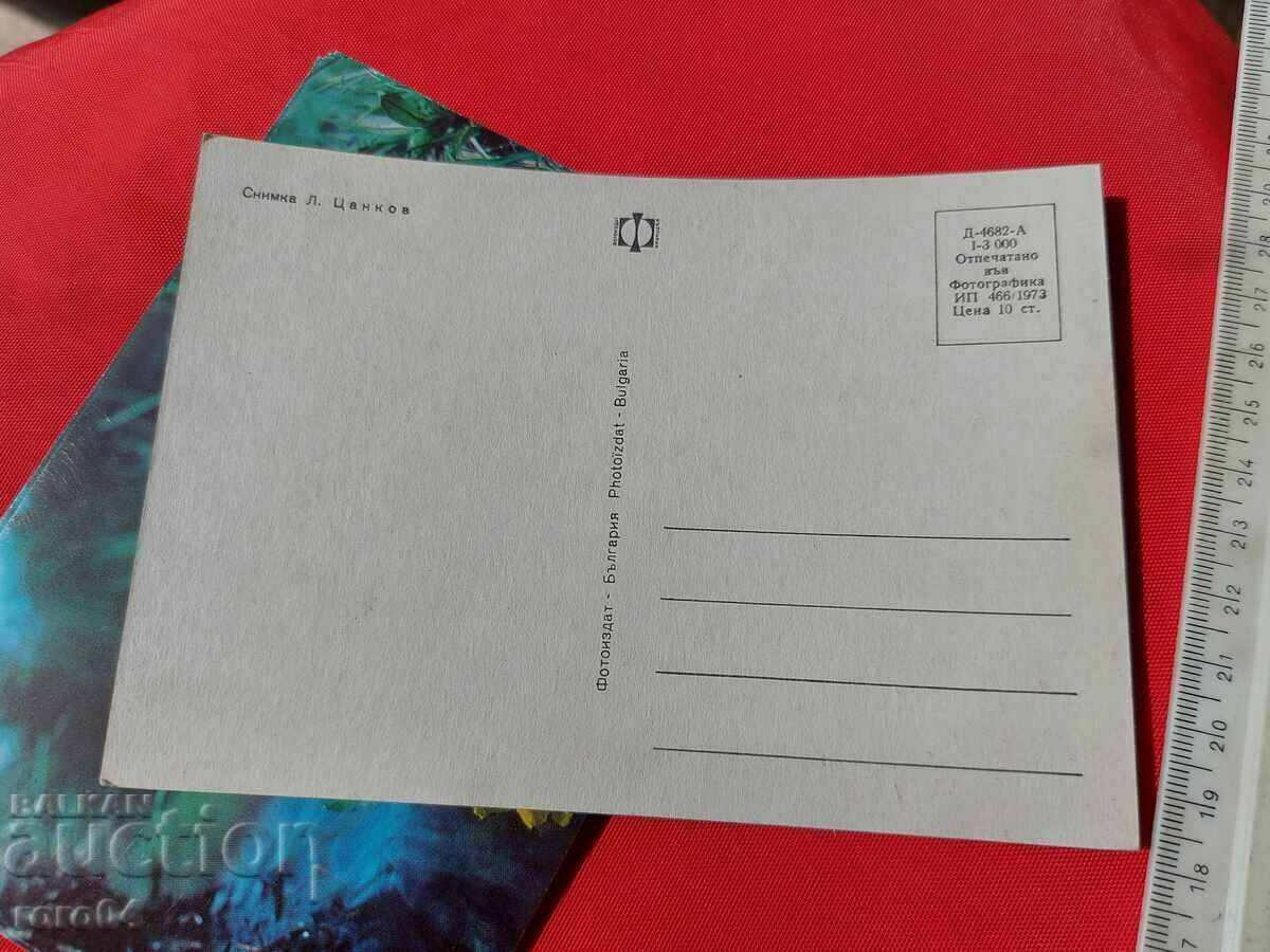 FLOWER - 6 FLOWER - 6