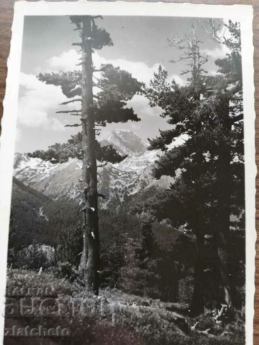 Καρτ ποστάλ Βασίλειο της Βουλγαρίας - Πιρίν με τιμή 12.00 BGN | € 6.14 Καρτ ποστάλ Βασίλειο της Βουλγαρίας - Πιρίν με τιμή 12.00 BGN | € 6.14