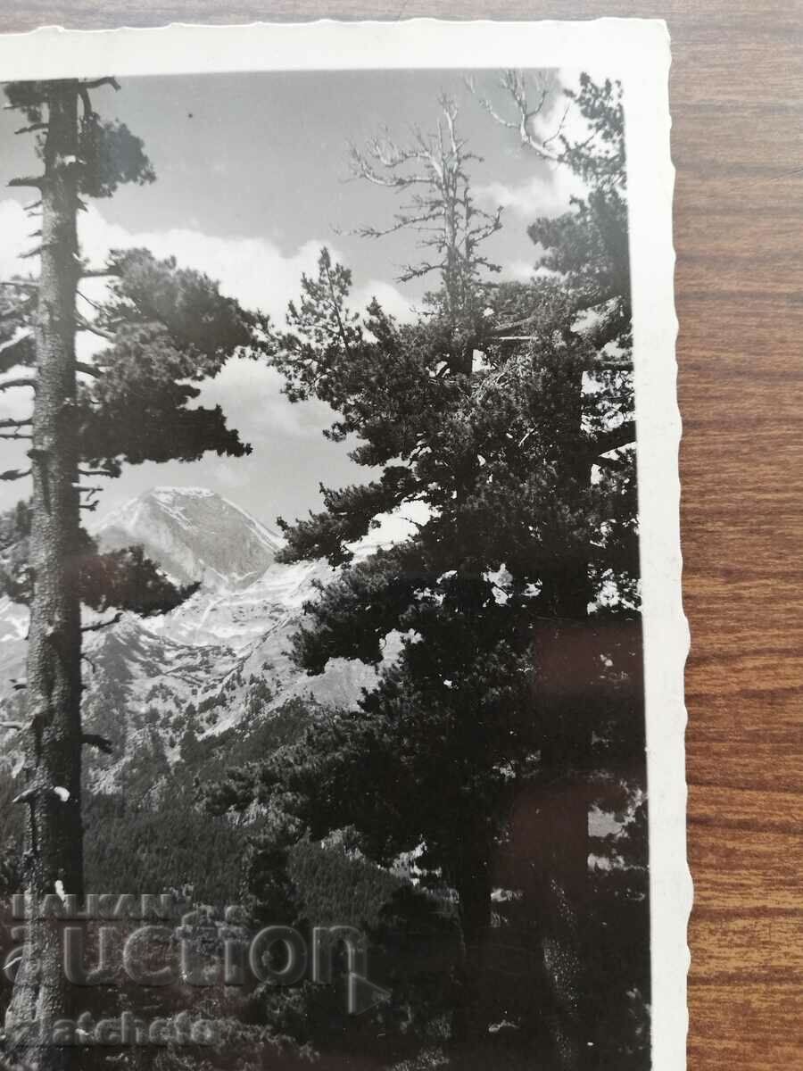 Δημοπρασία Καρτ ποστάλ Βασίλειο της Βουλγαρίας - Πιρίν Δημοπρασία Καρτ ποστάλ Βασίλειο της Βουλγαρίας - Πιρίν