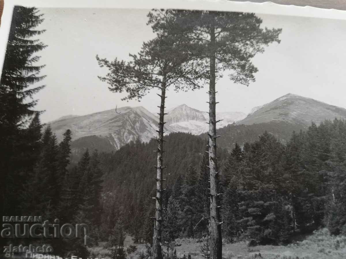 Auction Postcard Kingdom of Bulgaria - Pirin Auction Postcard Kingdom of Bulgaria - Pirin