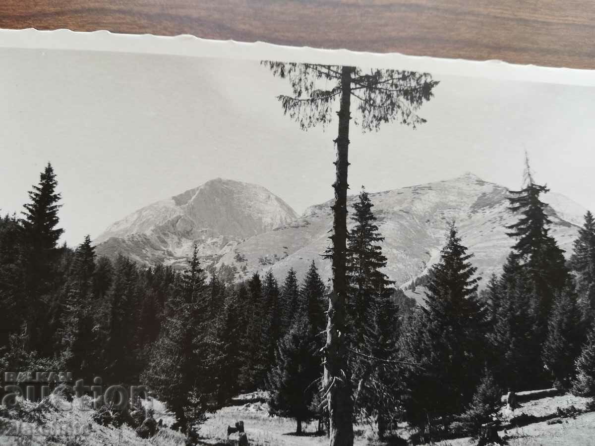 Δημοπρασία Καρτ ποστάλ Βασίλειο της Βουλγαρίας - Πιρίν Δημοπρασία Καρτ ποστάλ Βασίλειο της Βουλγαρίας - Πιρίν