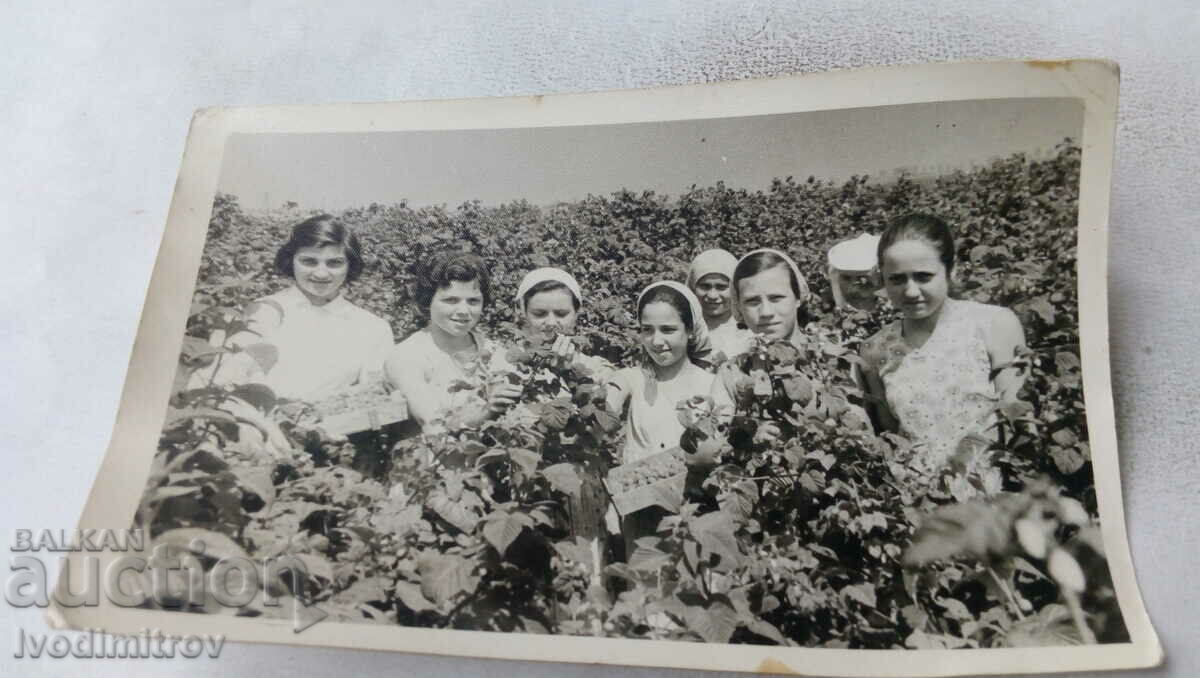 Photo Raspberry pickers in a raspberry garden