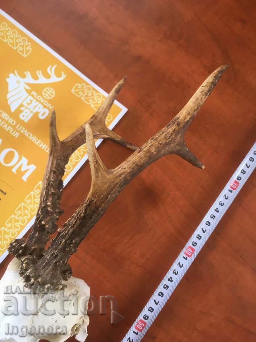 HORN HORN ROUND ROE DEER DEAR SKULL DIPLOMA PEARLS with price 73.00 BGN | € 37.32 HORN HORN ROUND ROE DEER DEAR SKULL DIPLOMA PEARLS with price 73.00 BGN | € 37.32