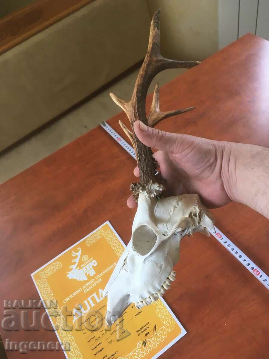 Auction HORN HORN ROUND ROE DEER DEAR SKULL DIPLOMA PEARLS Auction HORN HORN ROUND ROE DEER DEAR SKULL DIPLOMA PEARLS