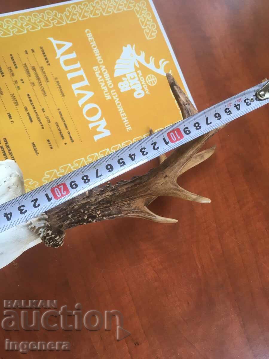 Delivery of HORN HORN ROUND ROE DEER DEAR SKULL DIPLOMA PEARLS Delivery of HORN HORN ROUND ROE DEER DEAR SKULL DIPLOMA PEARLS