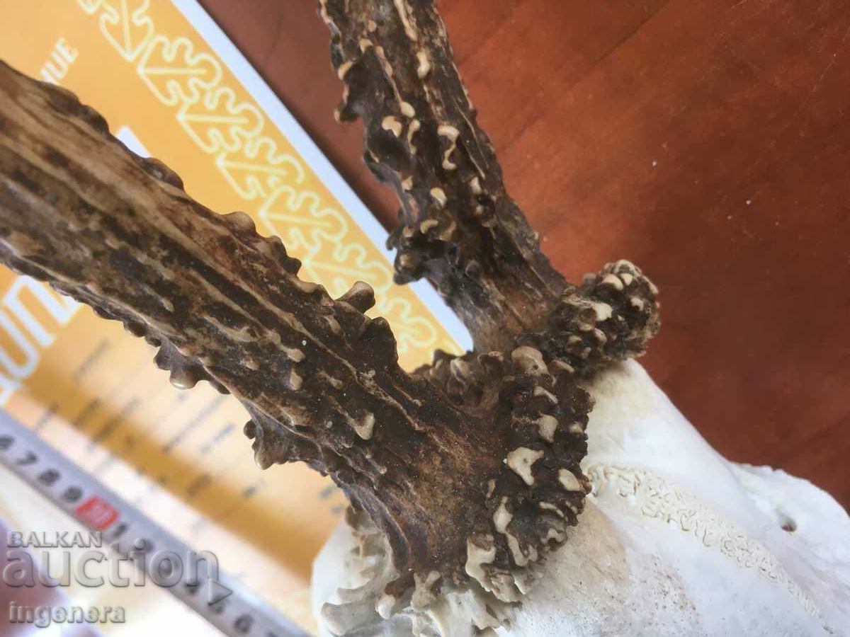 HORN HORN ROUND ROE DEER DEAR SKULL DIPLOMA PEARLS - 5 HORN HORN ROUND ROE DEER DEAR SKULL DIPLOMA PEARLS - 5