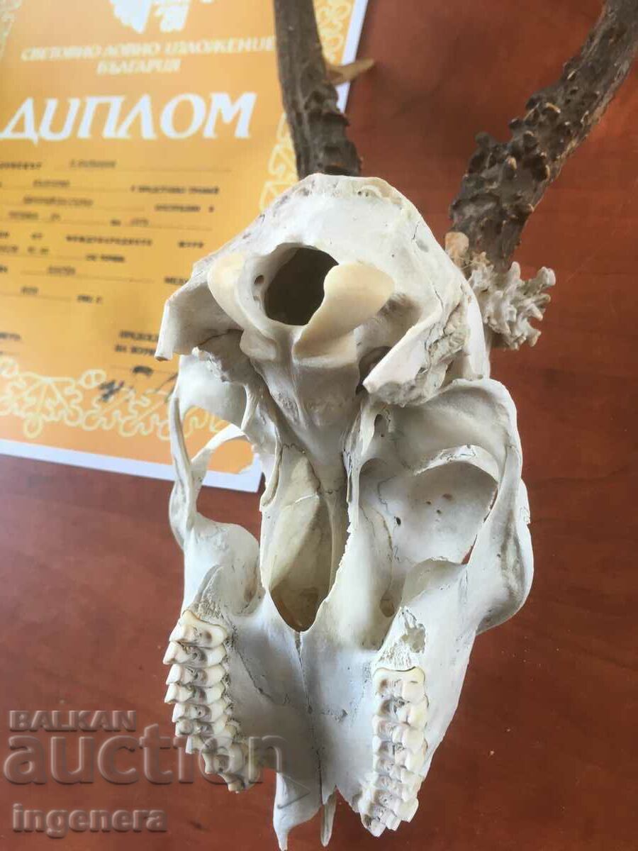 HORN HORN ROUND ROE DEER DEAR SKULL DIPLOMA PEARLS - 7 HORN HORN ROUND ROE DEER DEAR SKULL DIPLOMA PEARLS - 7