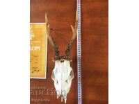 CORN CORN ROTUN CPRIVUL DRAGOSTE CRANIU DIPLOMA PERLE