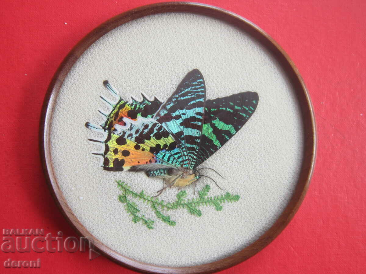 Brazilian Art Painting 3 with price 50.00 BGN | € 25.56 Brazilian Art Painting 3 with price 50.00 BGN | € 25.56