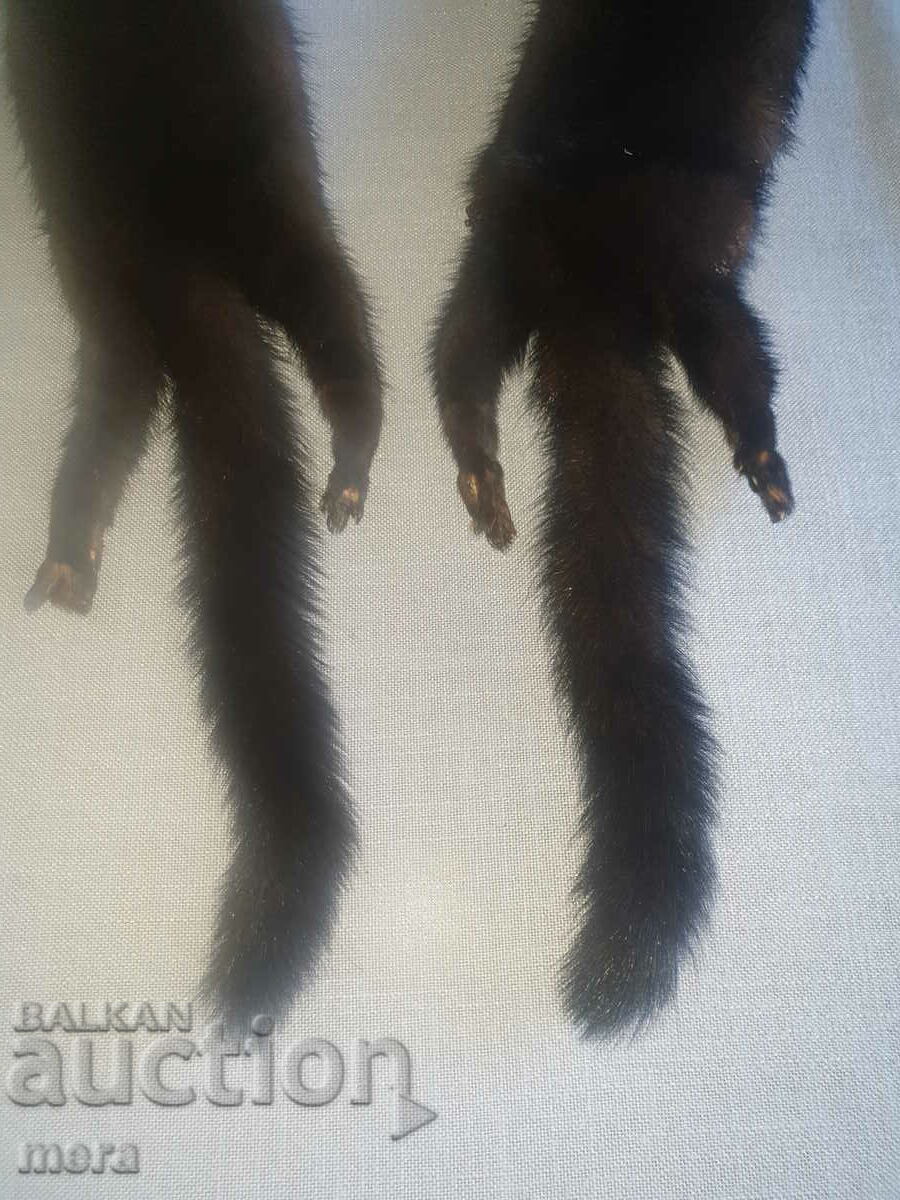 Licitație Guler de animale exotice Licitație Guler de animale exotice