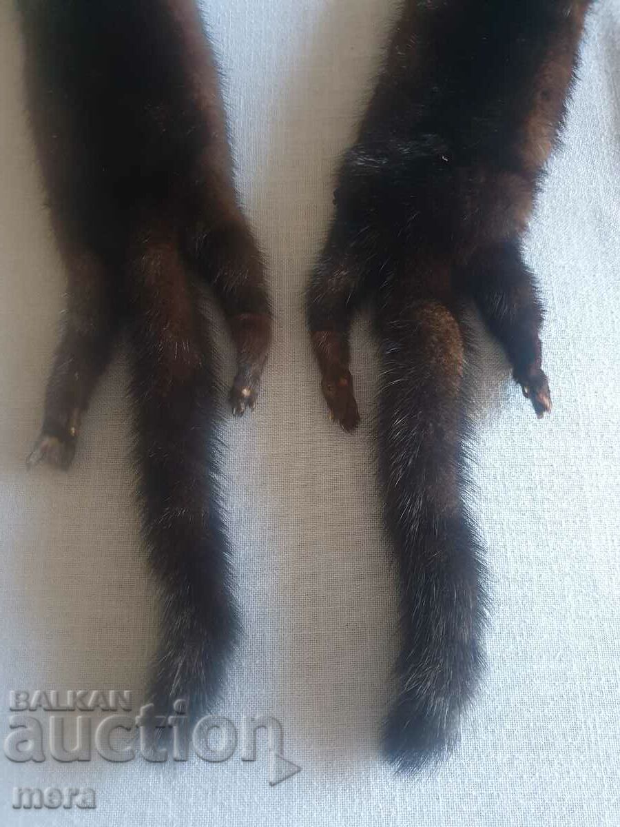 Guler de animale exotice - 5 Guler de animale exotice - 5