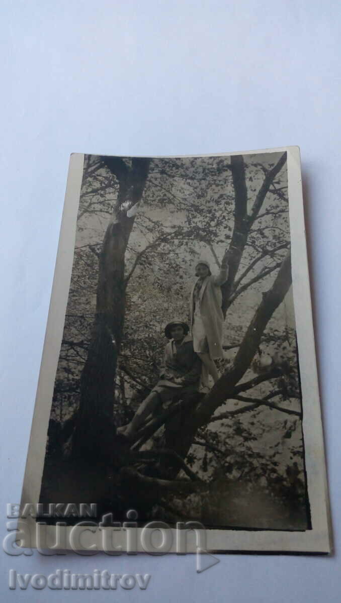 Fotografie Două fete tinere pe copac 1935