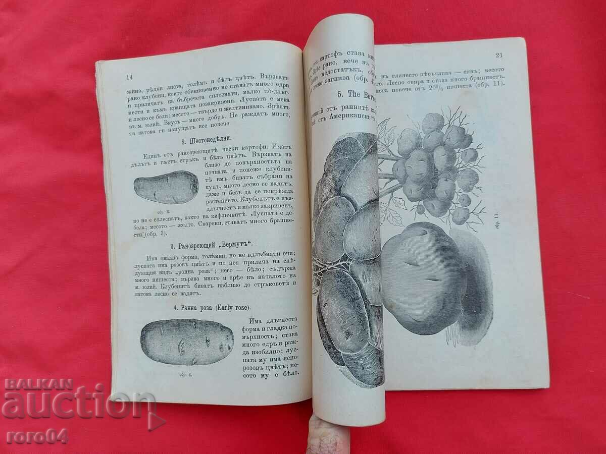 ΠΑΤΑΤΕΣ - ΠΡΑΚΤΙΚΟΣ ΟΔΗΓΟΣ - 5 ΠΑΤΑΤΕΣ - ΠΡΑΚΤΙΚΟΣ ΟΔΗΓΟΣ - 5