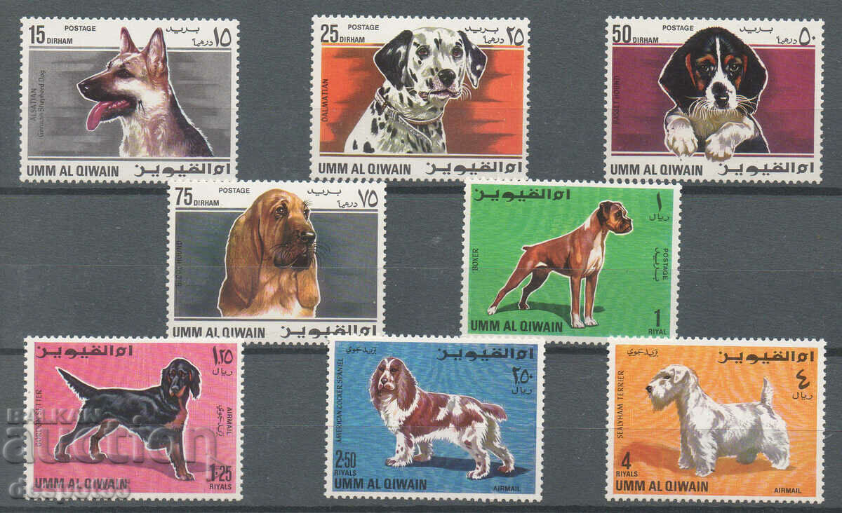 1967. Um al-Quain. Fauna - Dogs.