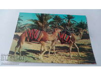 Postcard Sahara Marche Dans L 'oasis