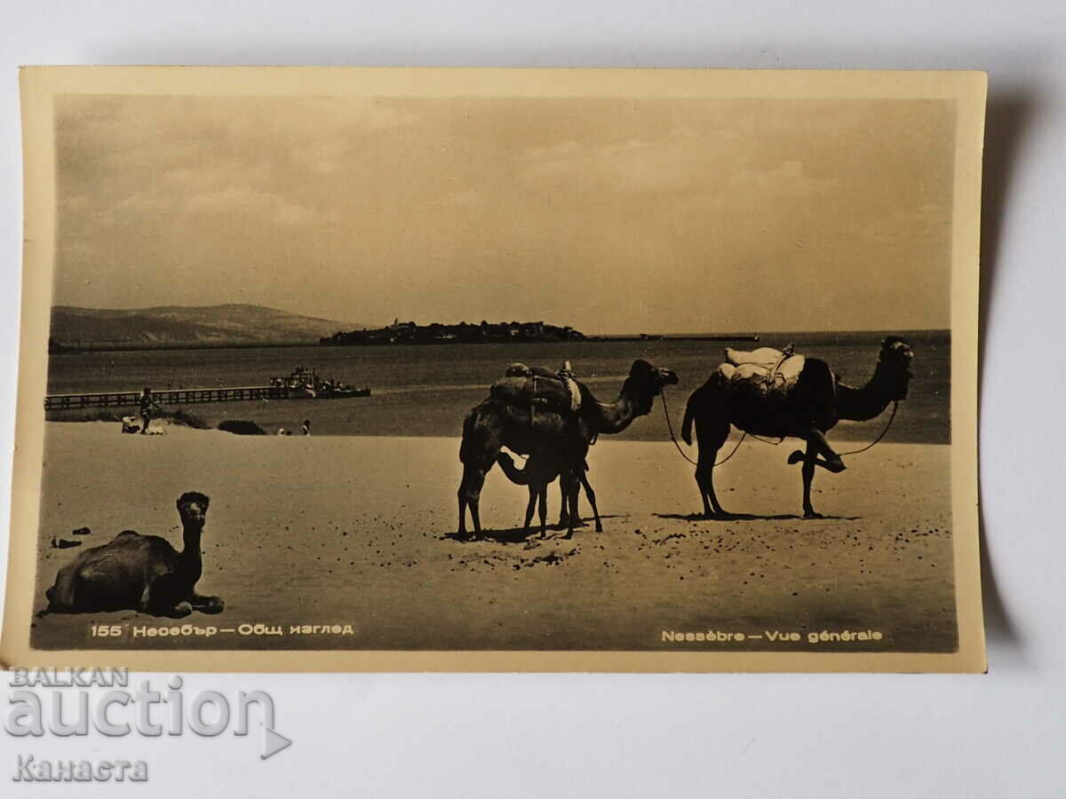 Несебър камили на плажа  К 356