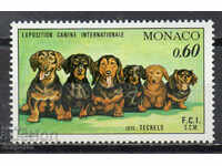1976. Monaco. Spectacolul internațional de câini, Monte Carlo.