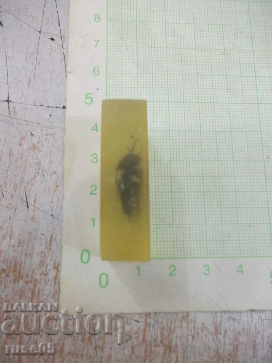 Auction Beetle built into a transparent tile Auction Beetle built into a transparent tile