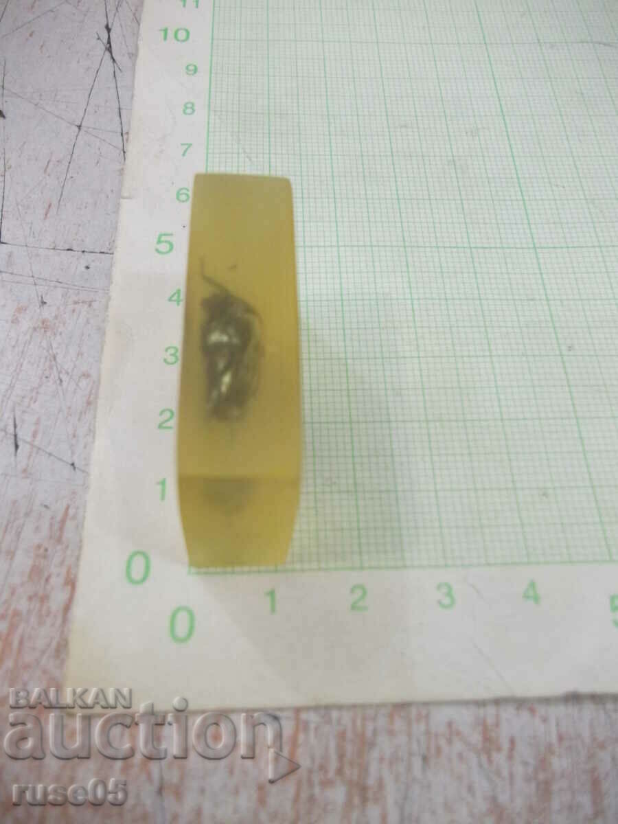 Beetle built into a transparent tile - 5 Beetle built into a transparent tile - 5