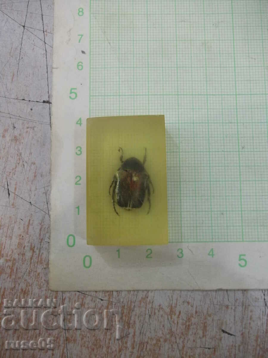 Beetle built into a transparent tile