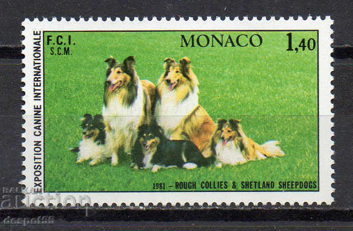 1981. Monaco. Spectacolul internațional de câini, Monte Carlo.