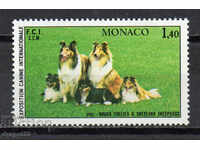 1981. Monaco. Spectacolul internațional de câini, Monte Carlo.