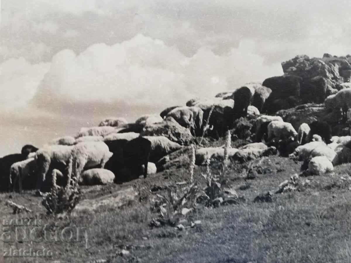 Old photo Kingdom of Bulgaria. Author's photography with price 20.00 BGN | € 10.23 Old photo Kingdom of Bulgaria. Author's photography with price 20.00 BGN | € 10.23