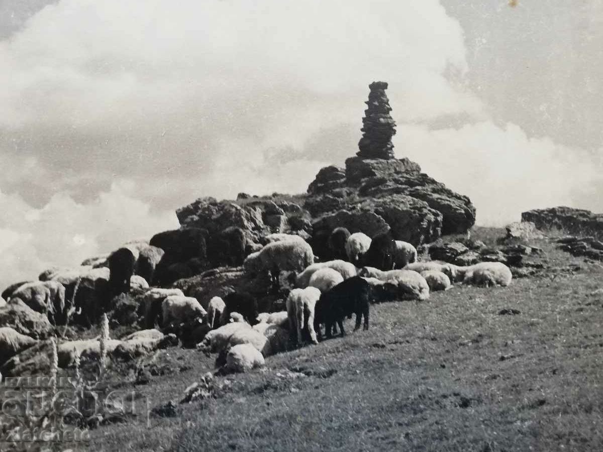 Auction Old photo Kingdom of Bulgaria. Author's photography Auction Old photo Kingdom of Bulgaria. Author's photography