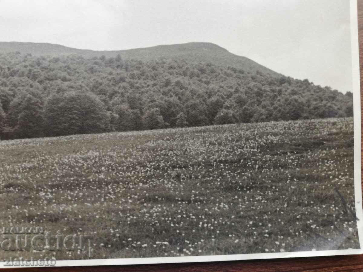 Delivery of Old photo Kingdom of Bulgaria. Author's photography Delivery of Old photo Kingdom of Bulgaria. Author's photography