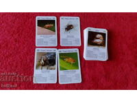 33 pcs. insect cards knowledge game for kids and adults