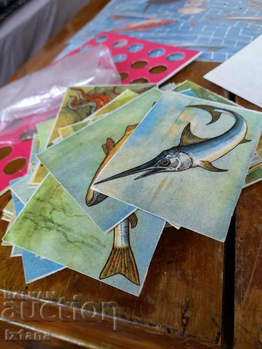 An old children's game In the Kingdom of Neptune - 6 An old children's game In the Kingdom of Neptune - 6