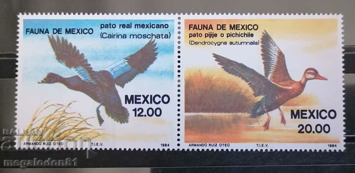 Μεξικό - πανίδα, πουλιά