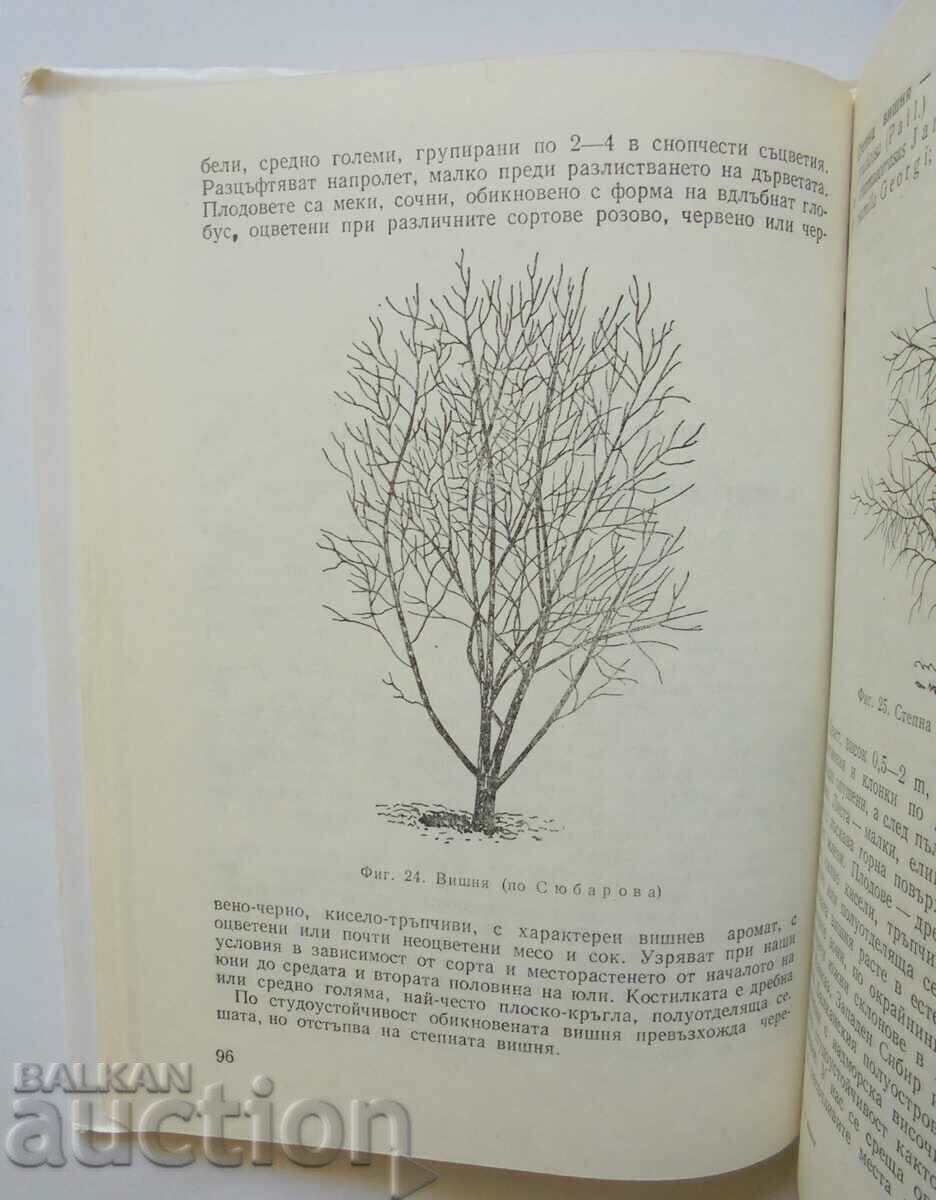 Auction Cherry and cherry - Vasil Vasilev, Vasil Georgiev 1982. Auction Cherry and cherry - Vasil Vasilev, Vasil Georgiev 1982.