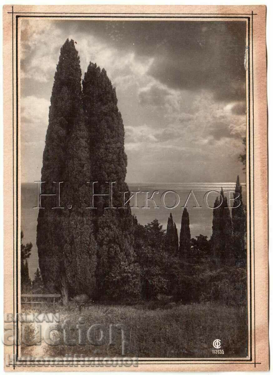 1932 OLD PHOTO UKRAINIAN CRIMEA CYPRESS B893 1932 OLD PHOTO UKRAINIAN CRIMEA CYPRESS B893