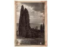 1932 OLD PHOTO UKRAINIAN CRIMEA CYPRESS B893